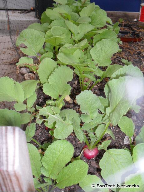 Easter Egg Radishes