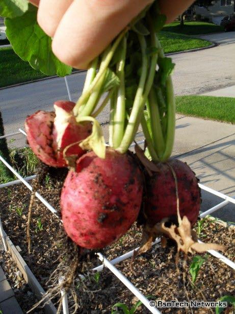 Crimson Giant Radishes