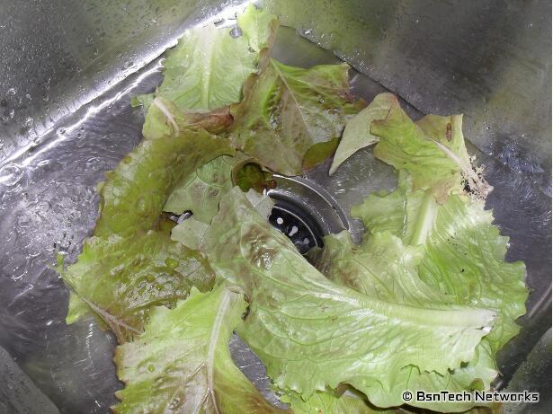 New Red Fire Lettuce