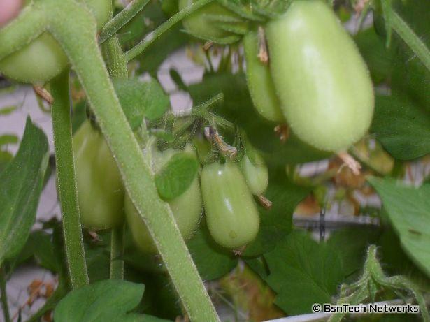 Roma Tomatoes