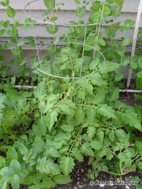 Roma Tomato Plant