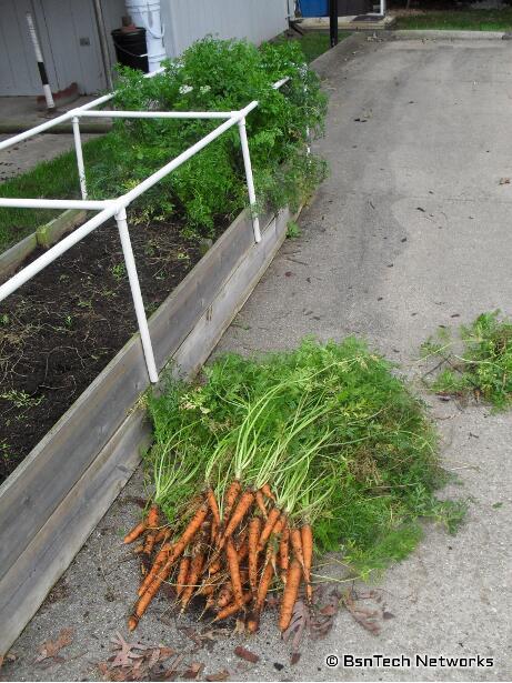 Scarlet Nantes Carrots