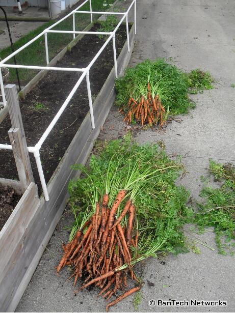 Scarlet Nantes Carrots