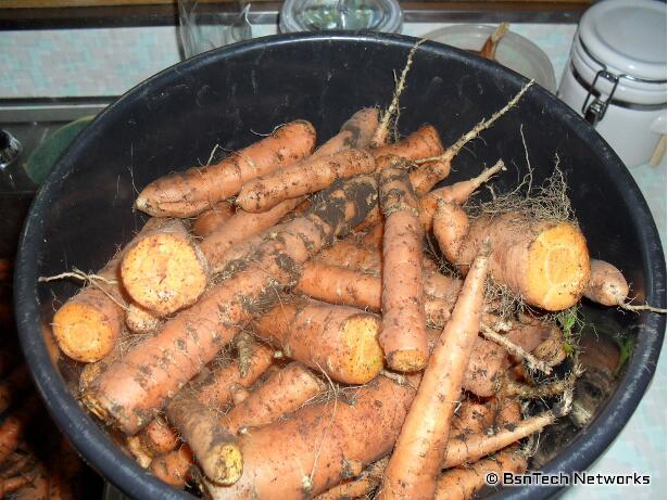 Scarlet Nantes Carrots