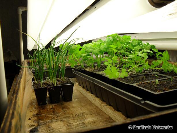 Celery and Onion Seedlings