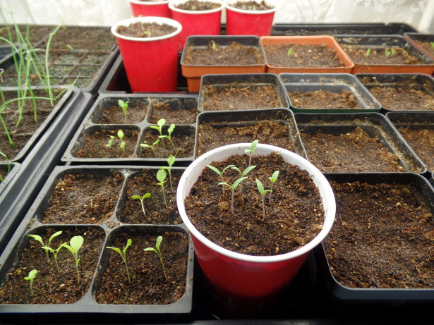 Lettuce Seedlings