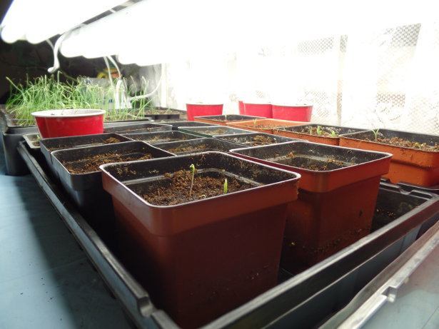 Tomato Seedlings