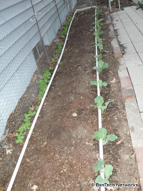 Side Garden