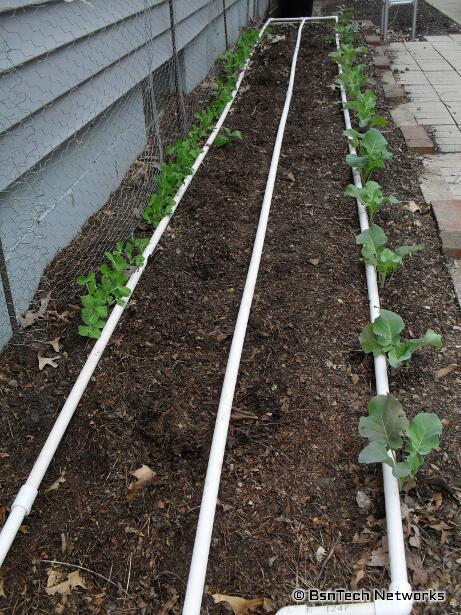 Side Garden