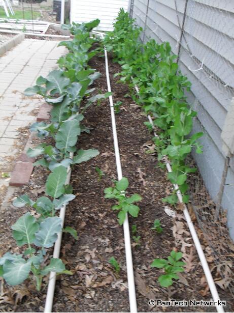 Side Garden