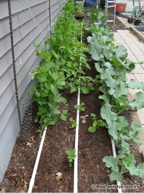 Side Garden