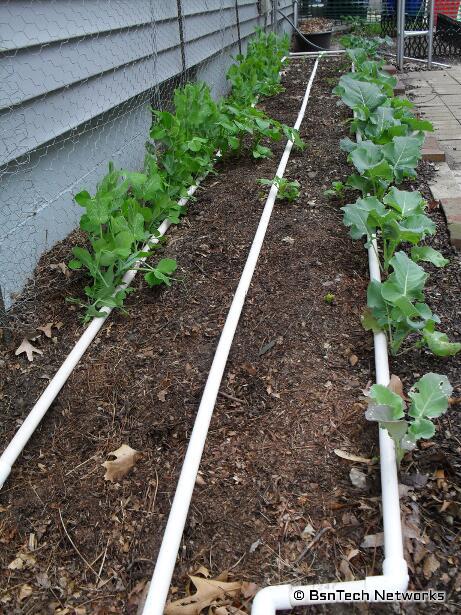 Side Garden