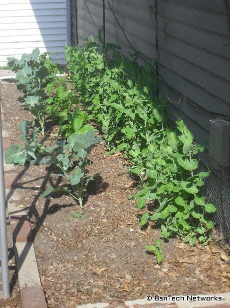 Side Garden