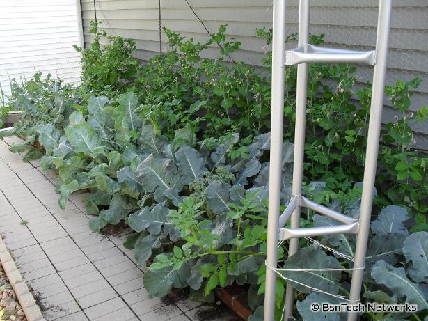 Side Garden - Cascadia Snap Peas