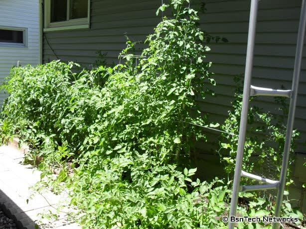 Side Garden