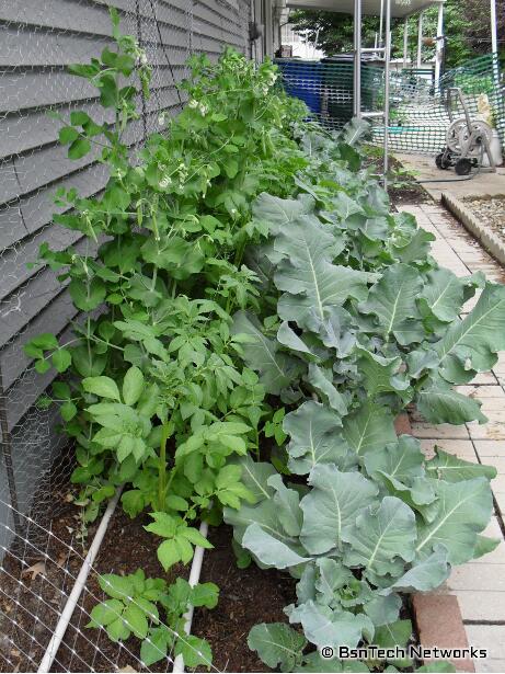 Side Garden