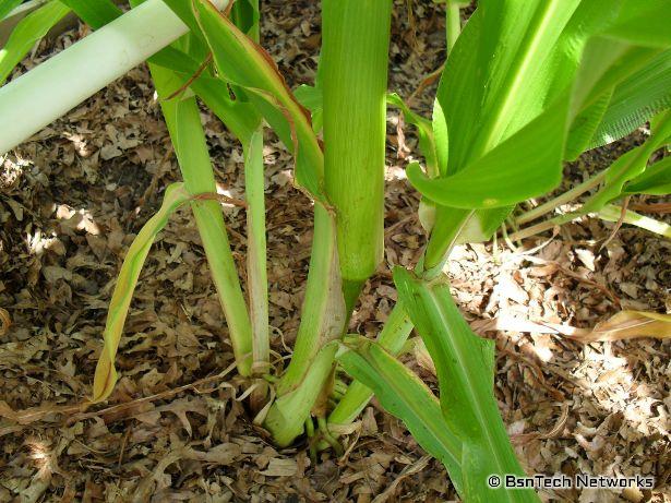 Silver Queen Corn Suckers