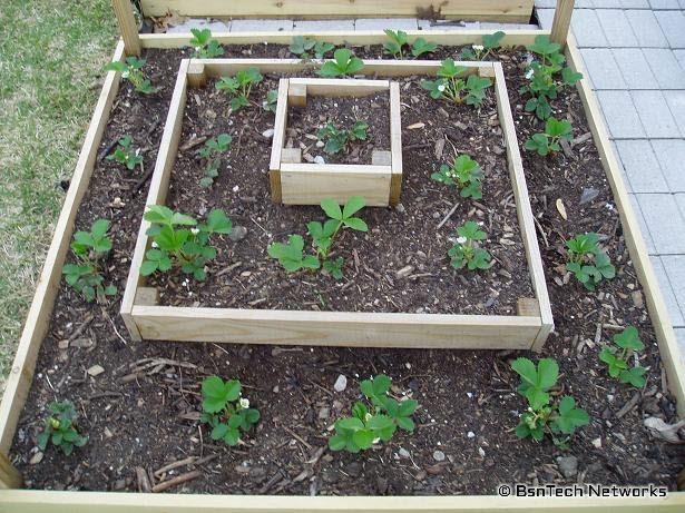 Strawberry Pyramid