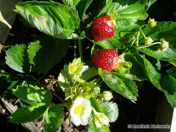 Strawberries