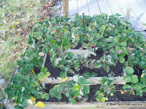 Strawberry Pyramid