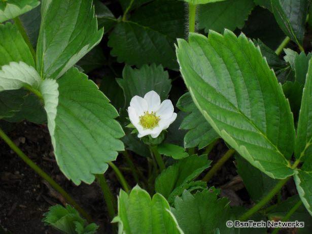 Tri-Star Strawberry Bloom