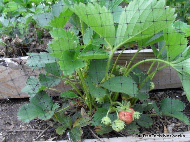 Tri-Star Strawberries