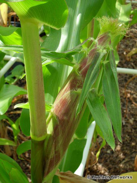 Sugar Dots Corn Ear