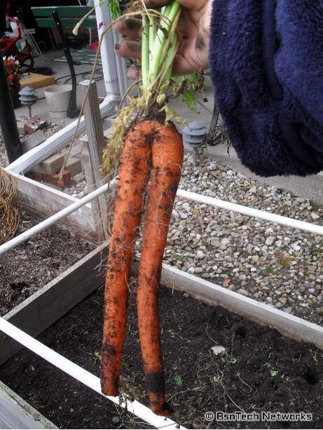 Sugarsnax Carrots
