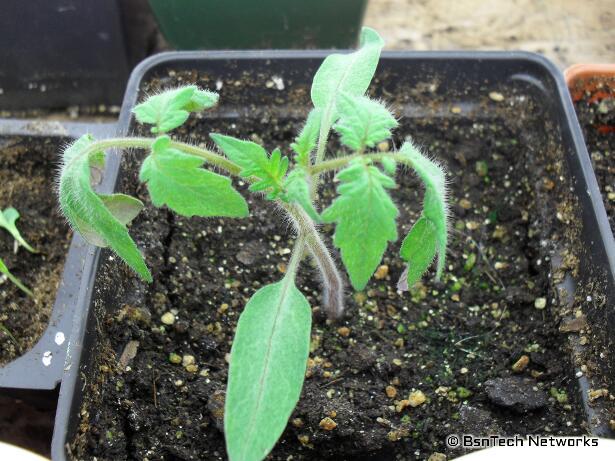 Tomato Seedling