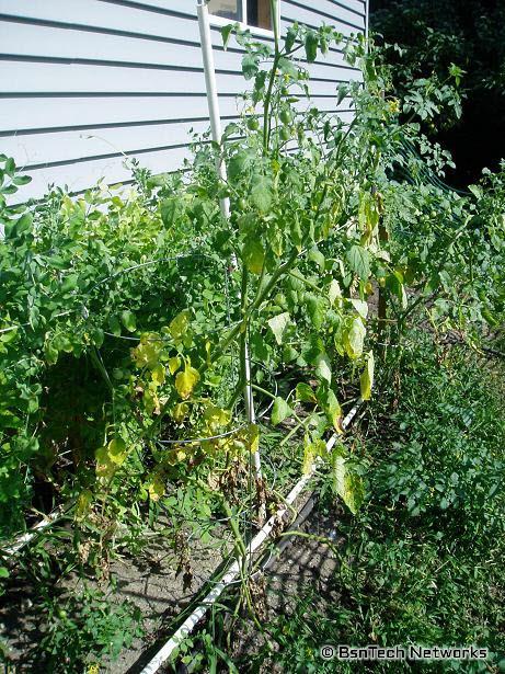 Stalky Cherry Tomato