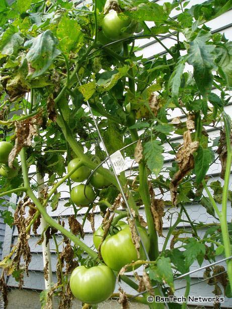 Best Boy Tomato Plant