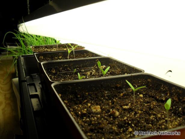 Tomato Seedlings