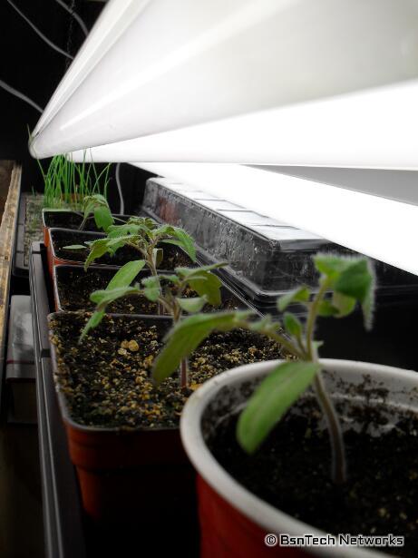 Tomato Seedlings