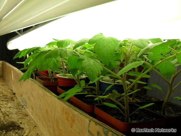 Tomato Seedlings