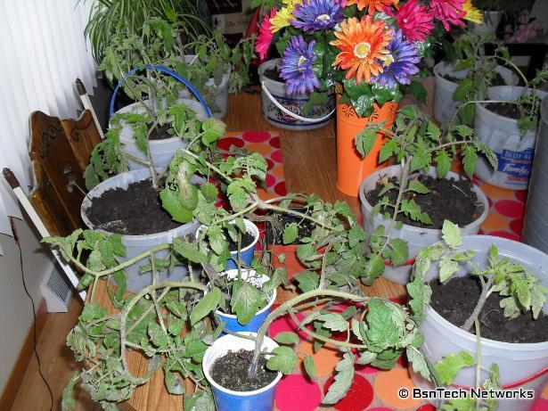 Weathered Tomato Plants