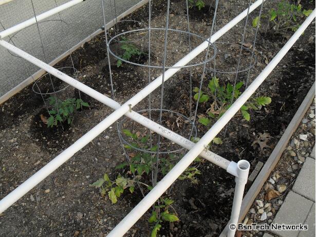 Tomato Plants