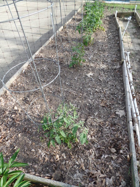 Tomato Plants