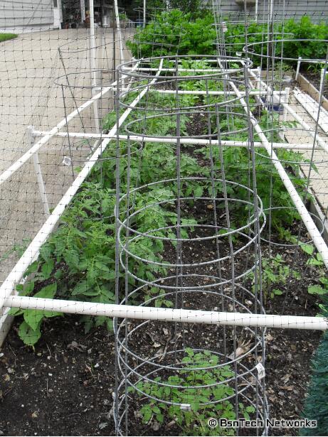 Tomatoes, Radishes, Peppers, Green Beans