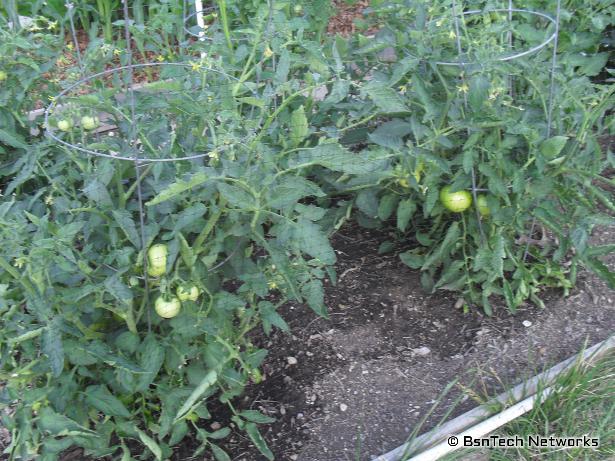 Tomato Plants