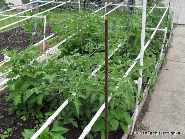 Tomato Plants