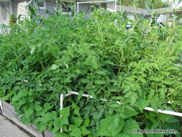 Tomato Plants