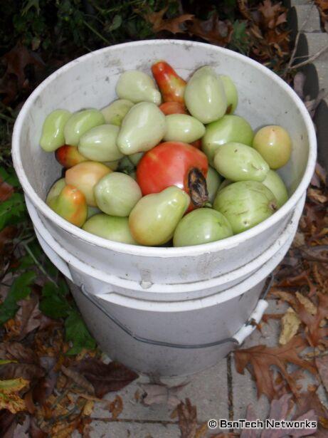 Green Tomatoes