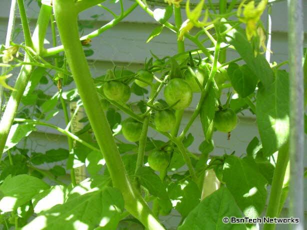 Red Cherry Tomatoes