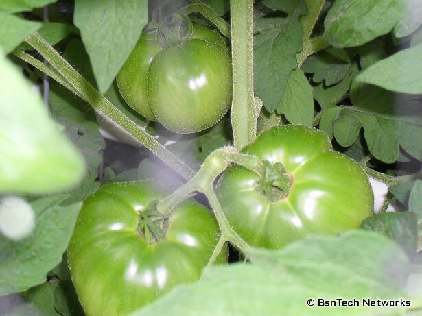 Better Boy Green Tomatoes