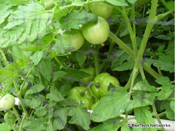 Better Boy Tomatoes