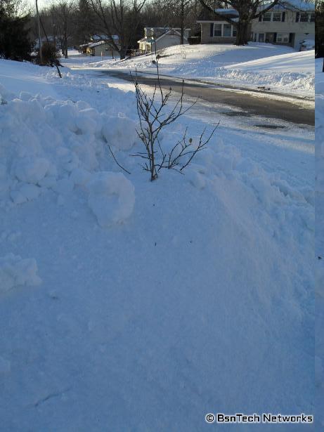 Snow Covered Tree