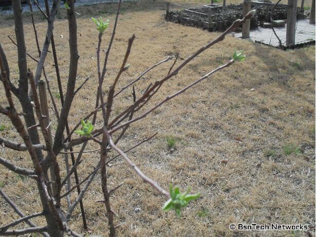 Granny Smith Apple Tree