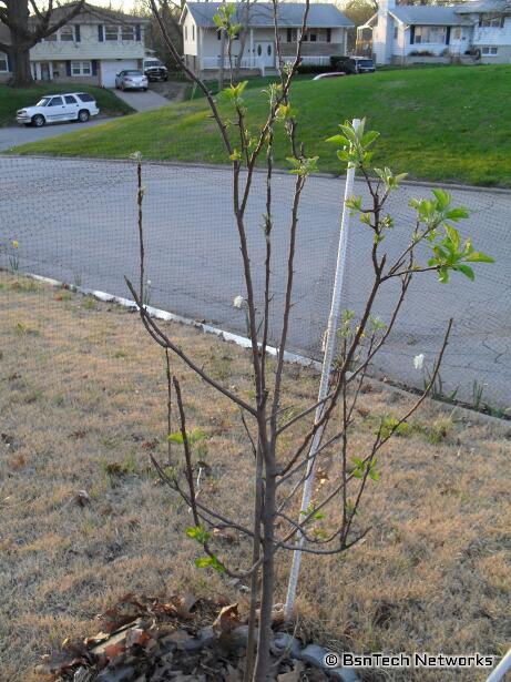 Granny Smith Apple Tree