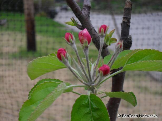 Granny Smith Apple Tree