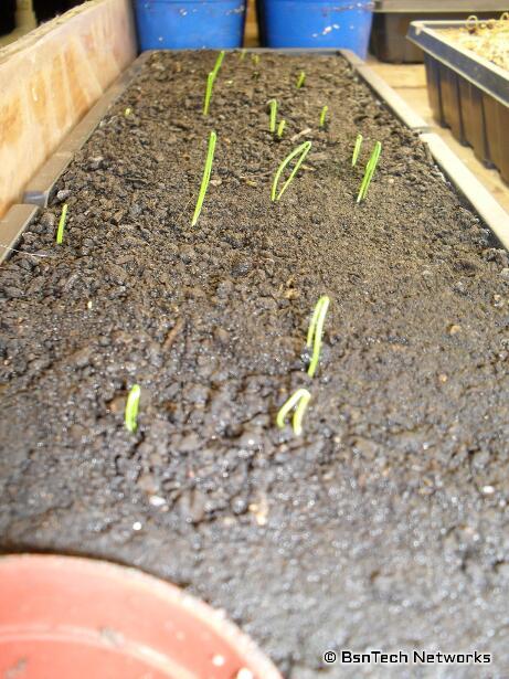 Varsity Onion Seedlings